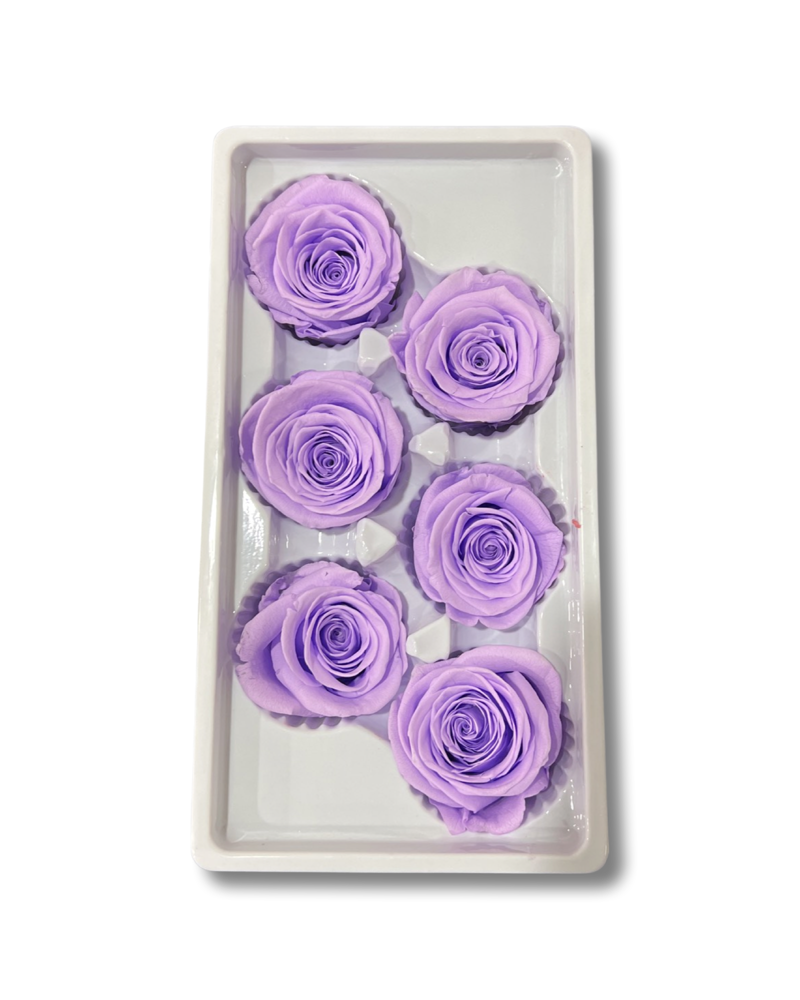 Rose Heads(PRESERVED ROSA) - Lilac