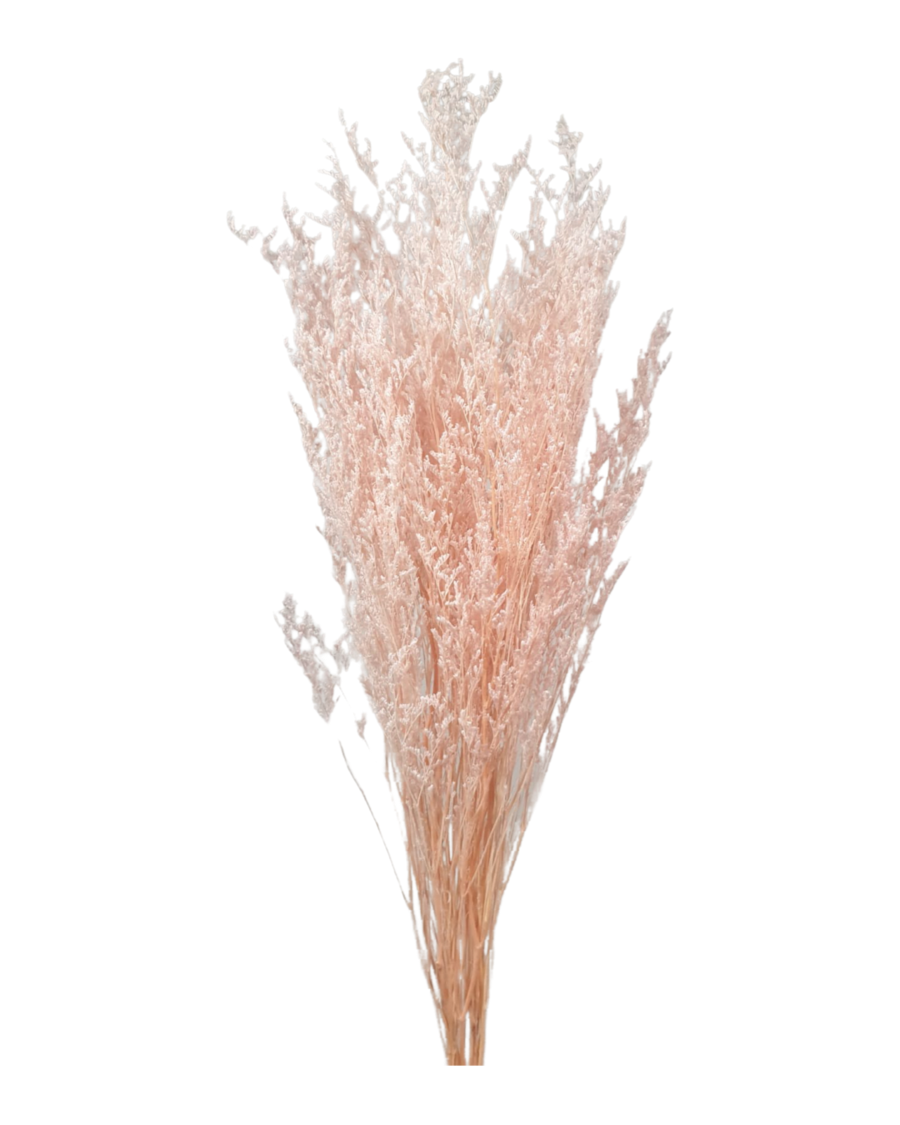 Preserved Misty( LIMONIUM SINUATUM) - Light Pink