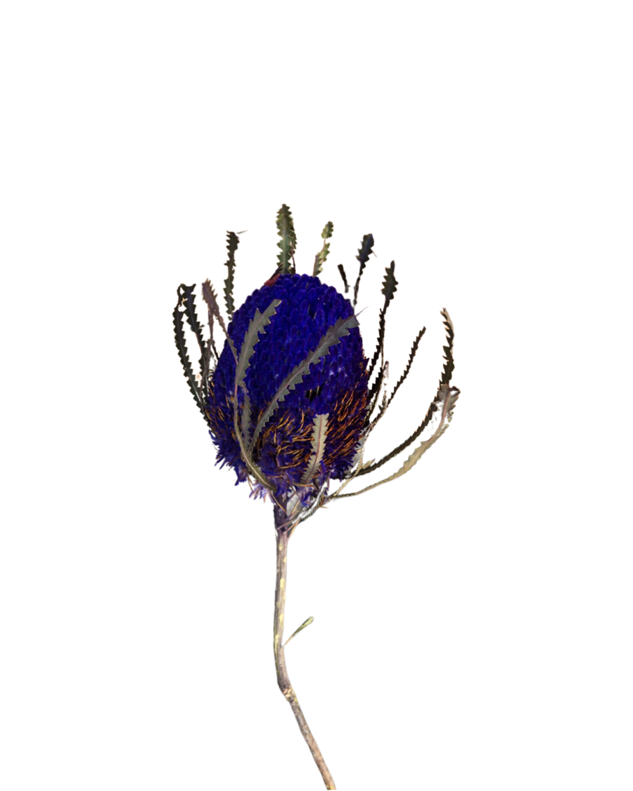 Dry Banksias hookeriana - Purple