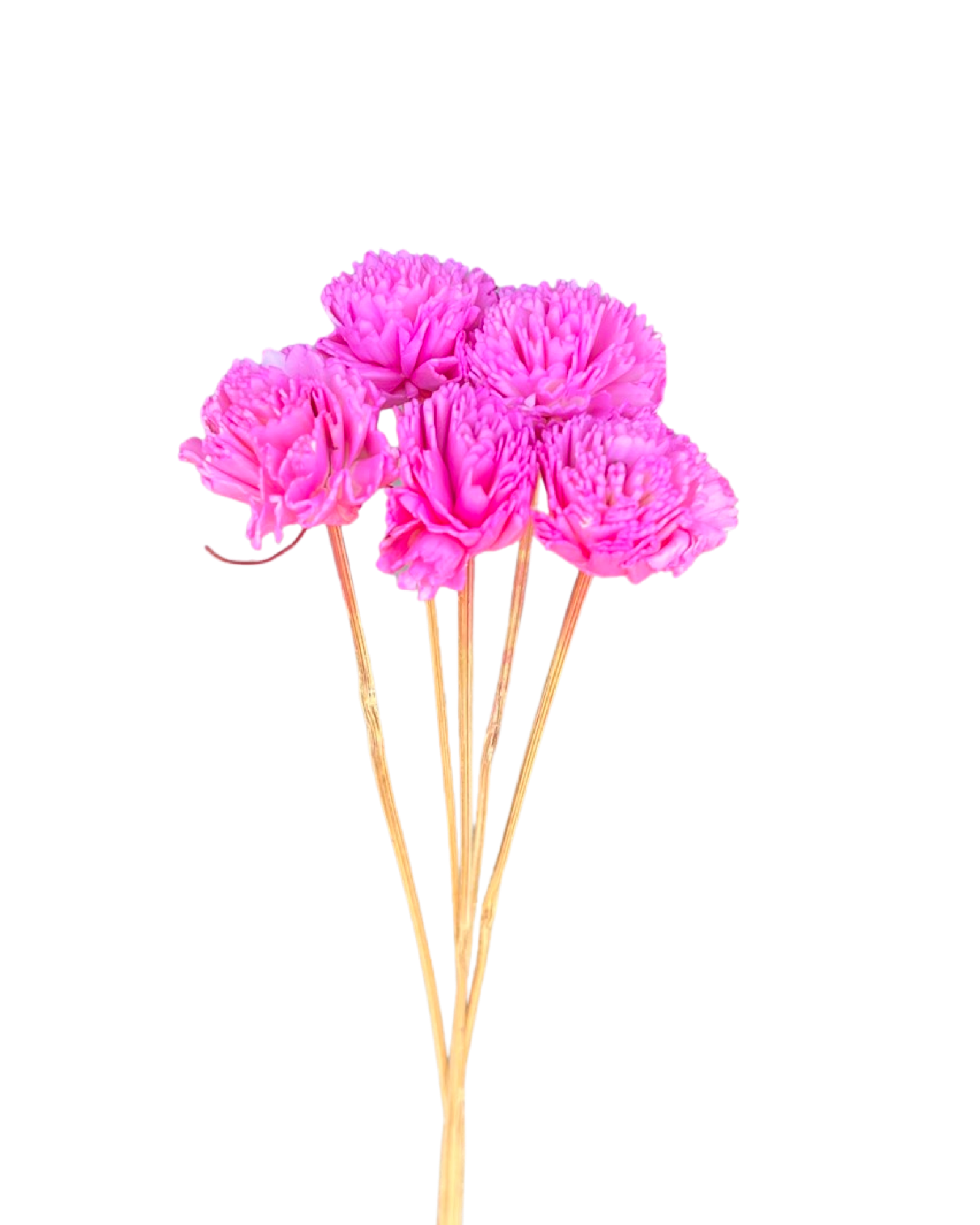Carnation ( sola flower ) - Dark pink