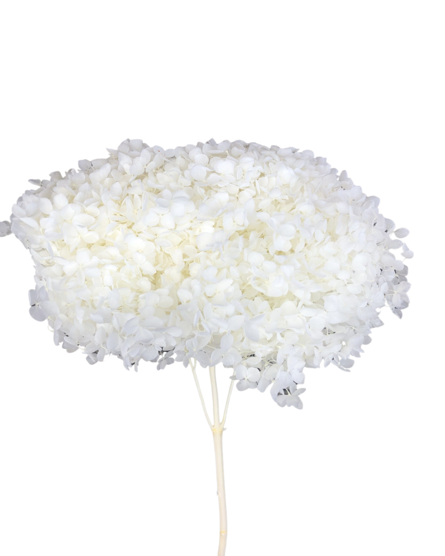 Hydrangeas spp. (large) - Pure White