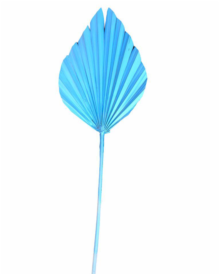 Spear palm small( ARECACEAE) - Light blue