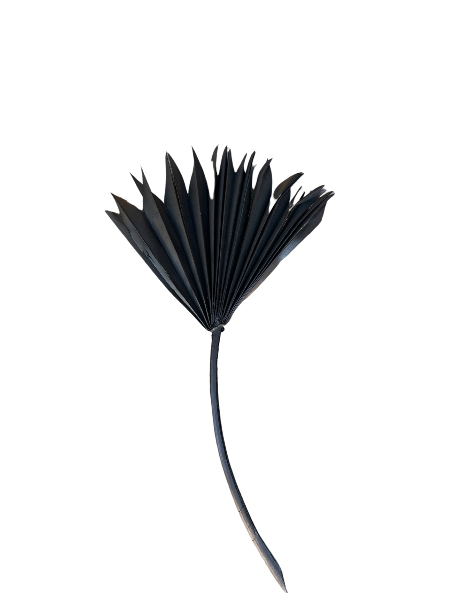 Palm suncut(ARECACEAE) - Black