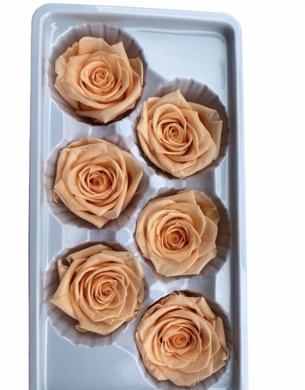 Rose Heads(PRESERVED ROSA)
