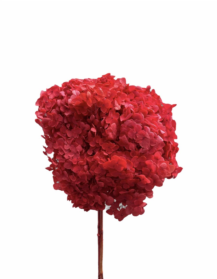 Hydrangeas spp. (large) - Red