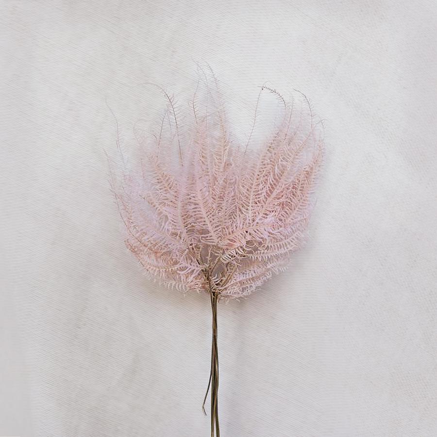 Mountain fern(DRYOPTERIS CAMPYLOPETRA) - Pink