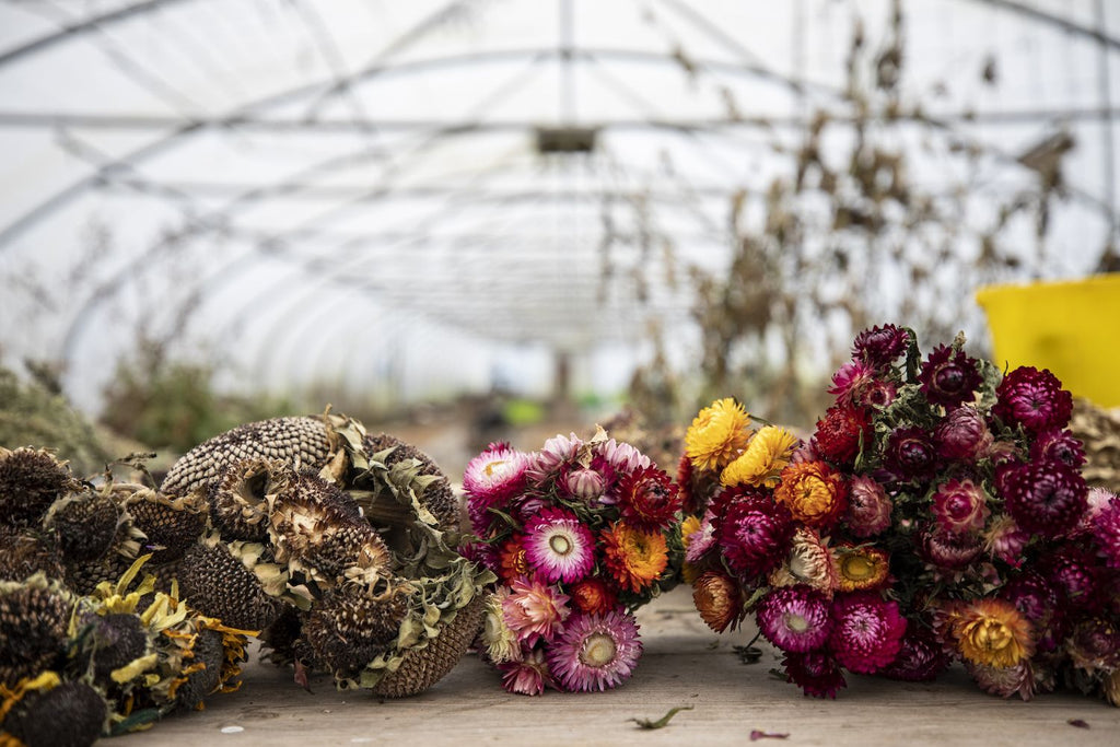 The Uses, Features, and Significance of Dried Flowers