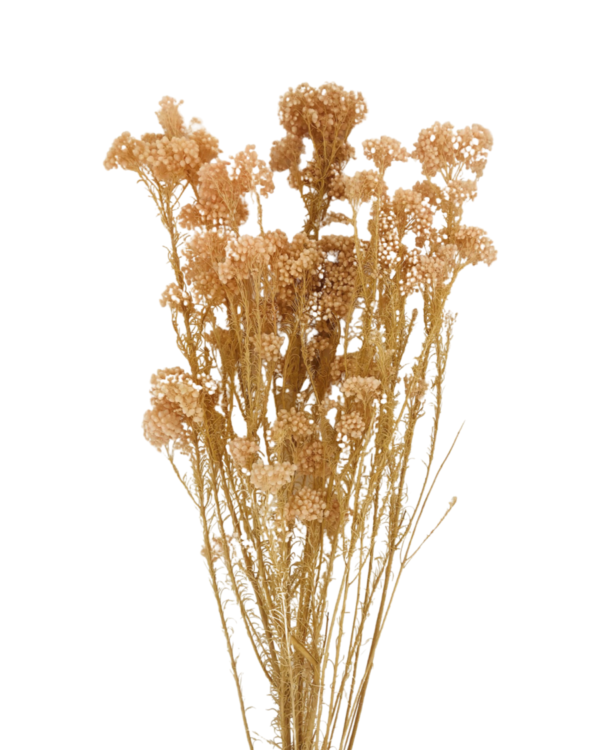 Rice flowers(OZOTHAMNUS DIAOSMIFOLIUS) - Peach