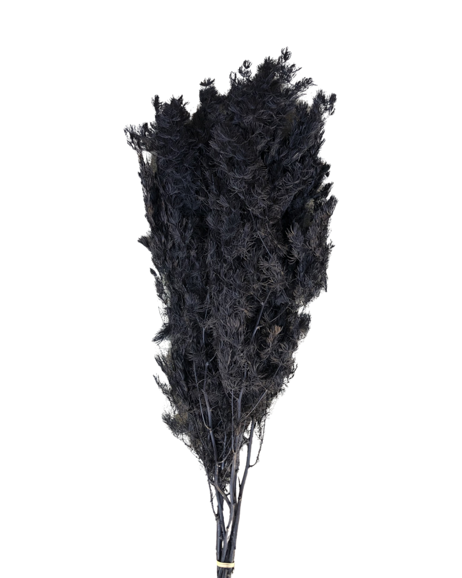 Ming fern(ASPARAGUS MYRIOCLADUS) - Brown