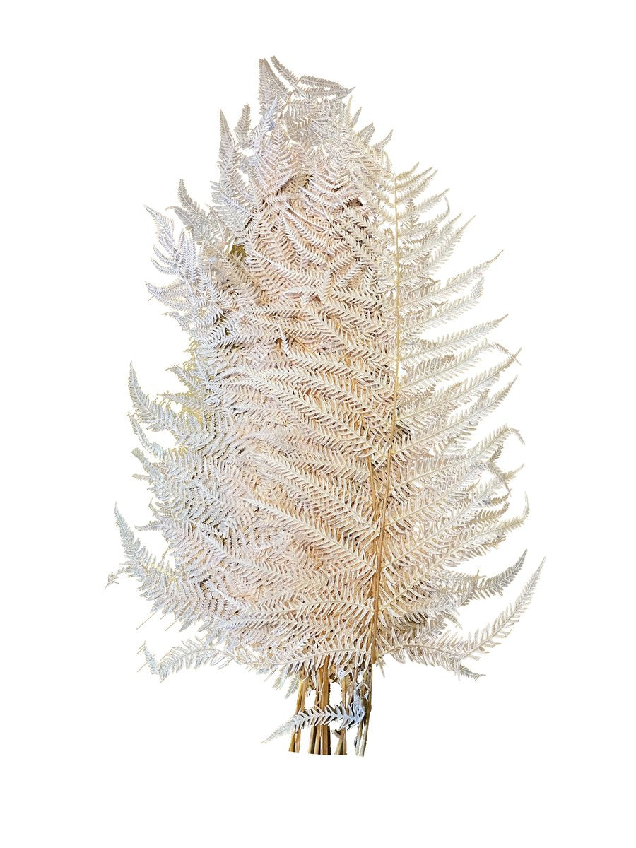 Leather fern large(RUMONRA ADIANTIFORMIS) - Pink