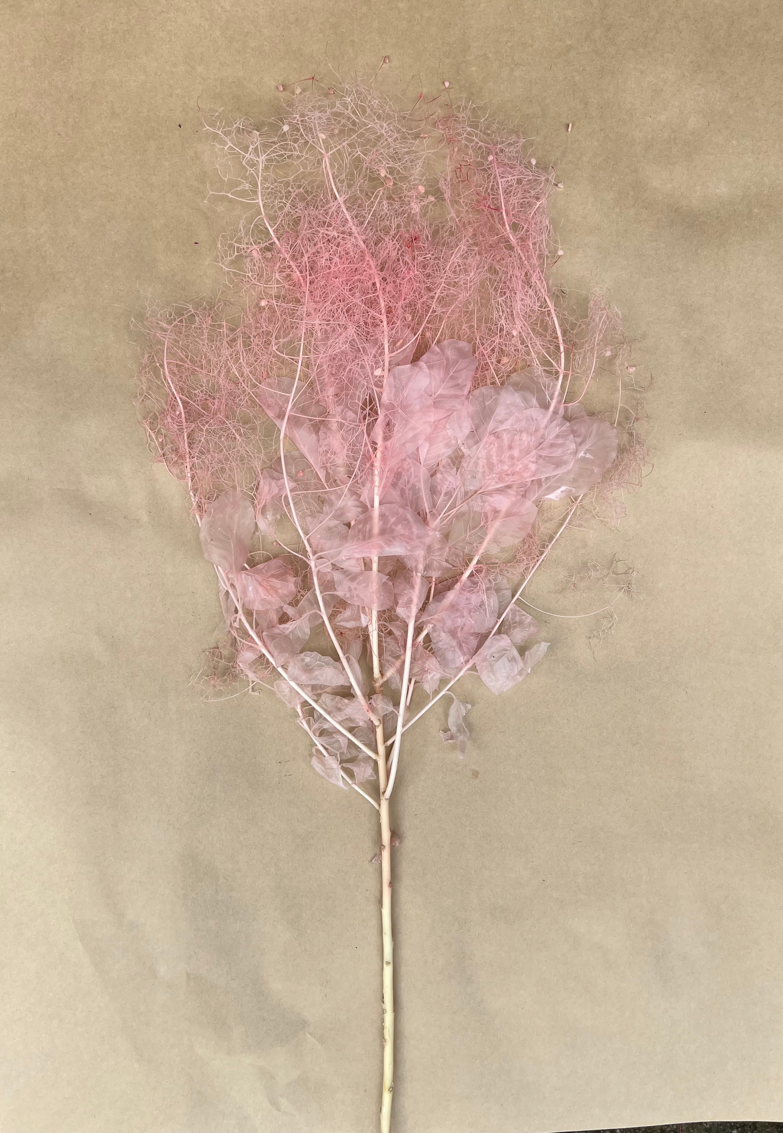 Smoke bush(COTINUS) - Pink