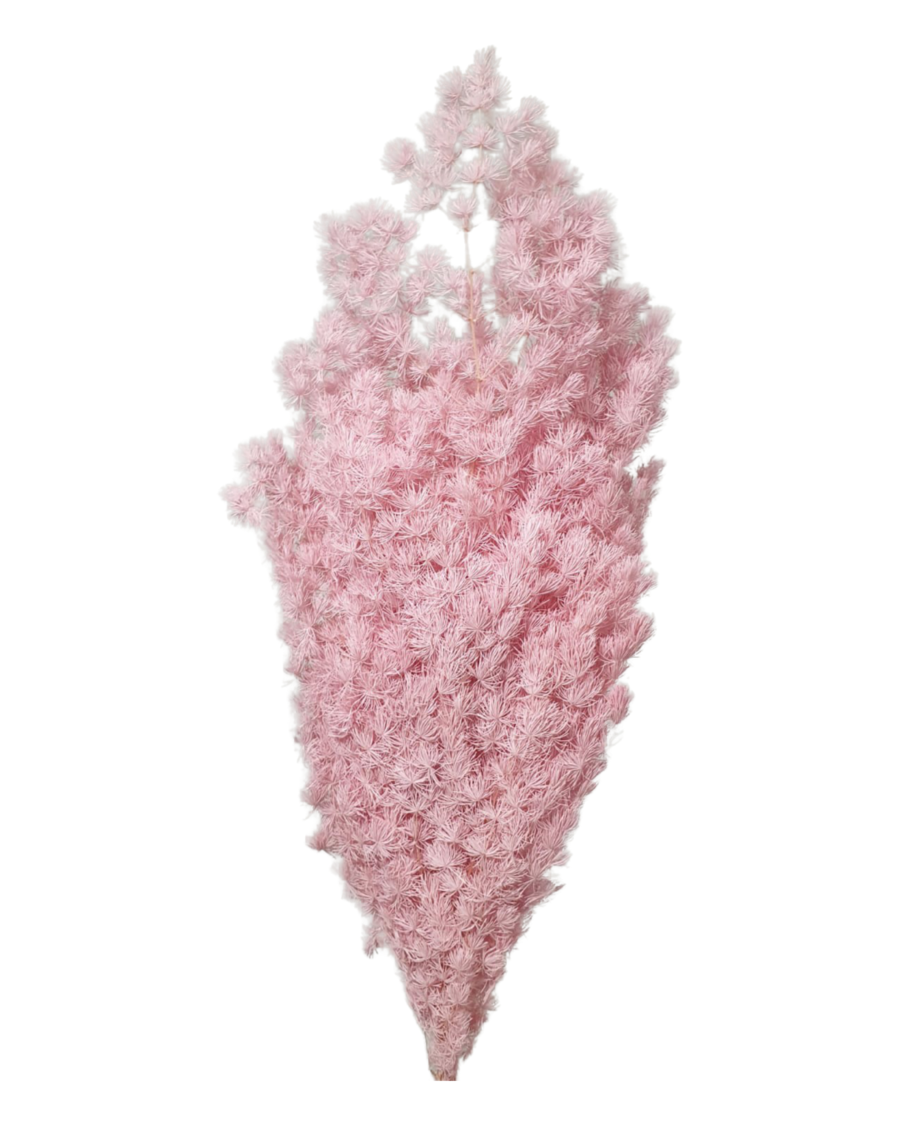 Ming fern(ASPARAGUS MYRIOCLADUS) - Pink