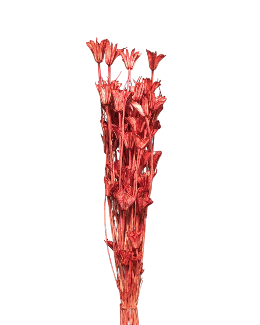 Octagon flower(NIGELLA ORIENTALIS)