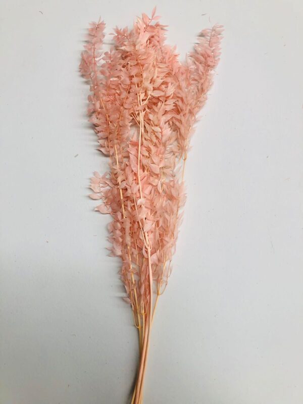 Italian preserved ruscus(ACULEATUS) - Light Pink