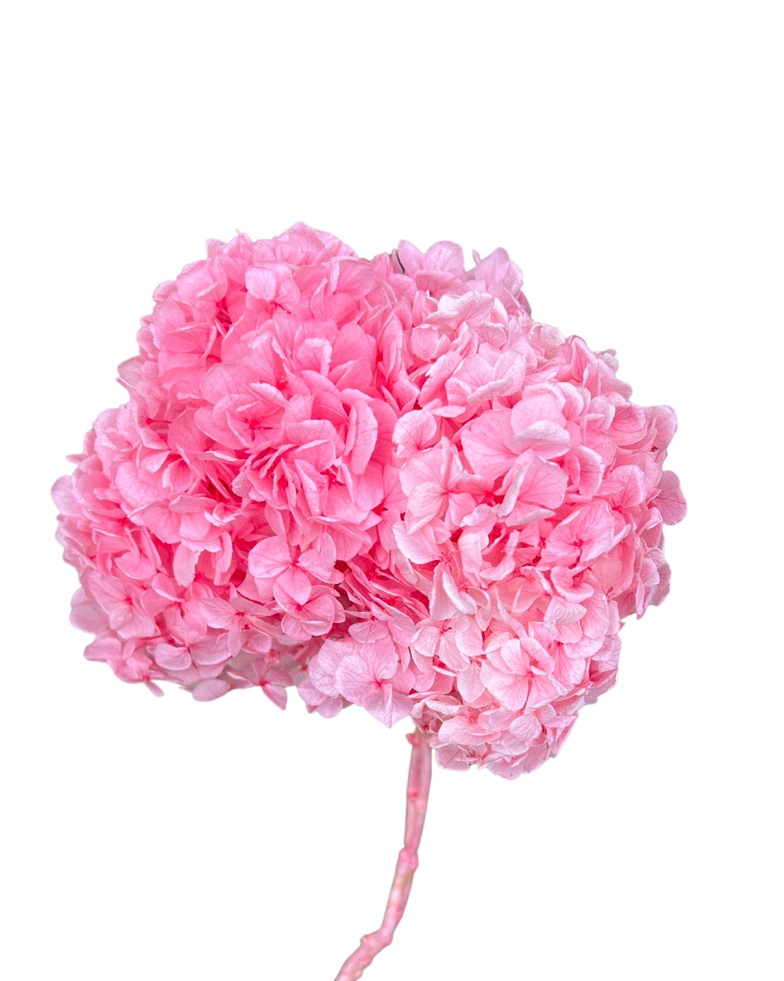 Hydrangeas spp. (big petals) - Blushing ballerina