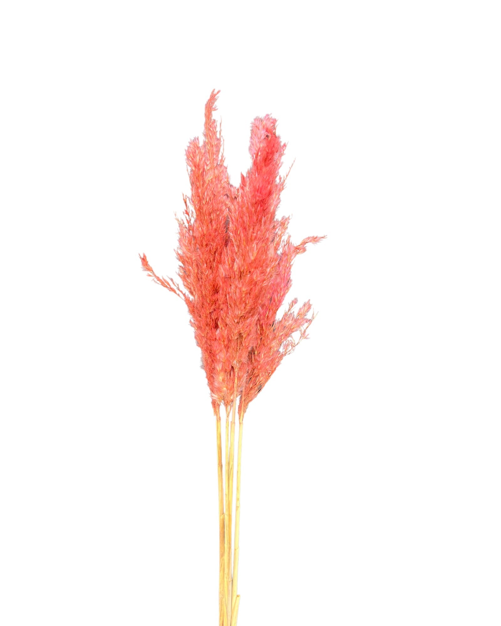 Fragmite grass(COMMON REED) - Pink