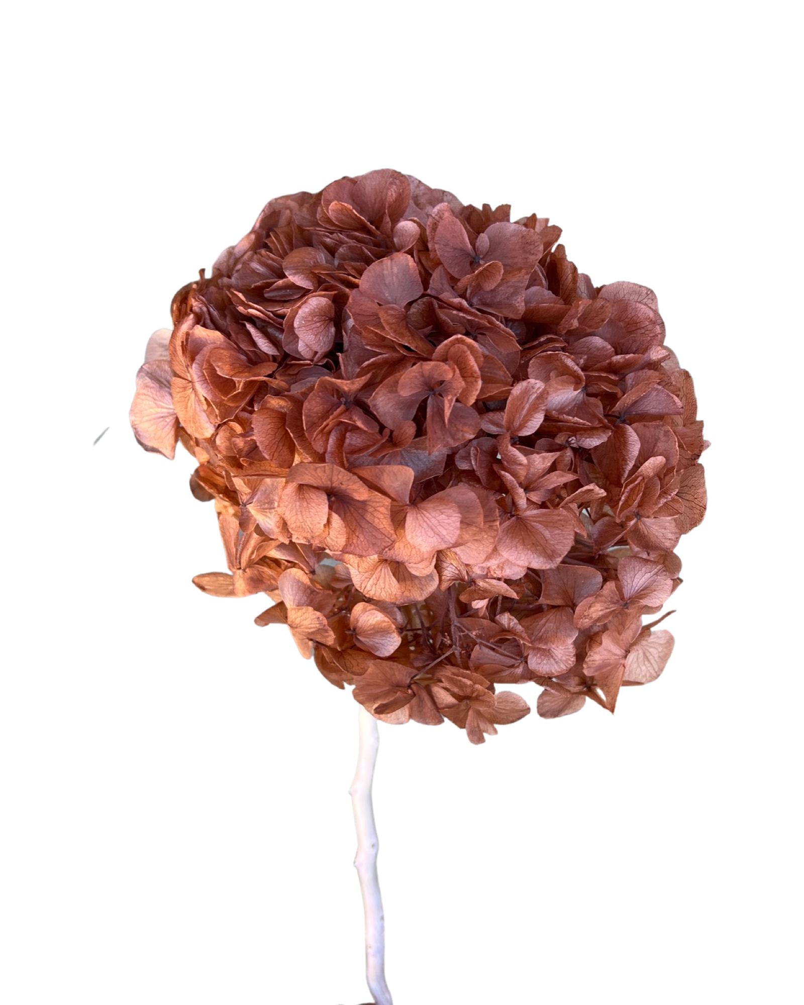 Hydrangeas spp. (big petals) - Blushing ballerina