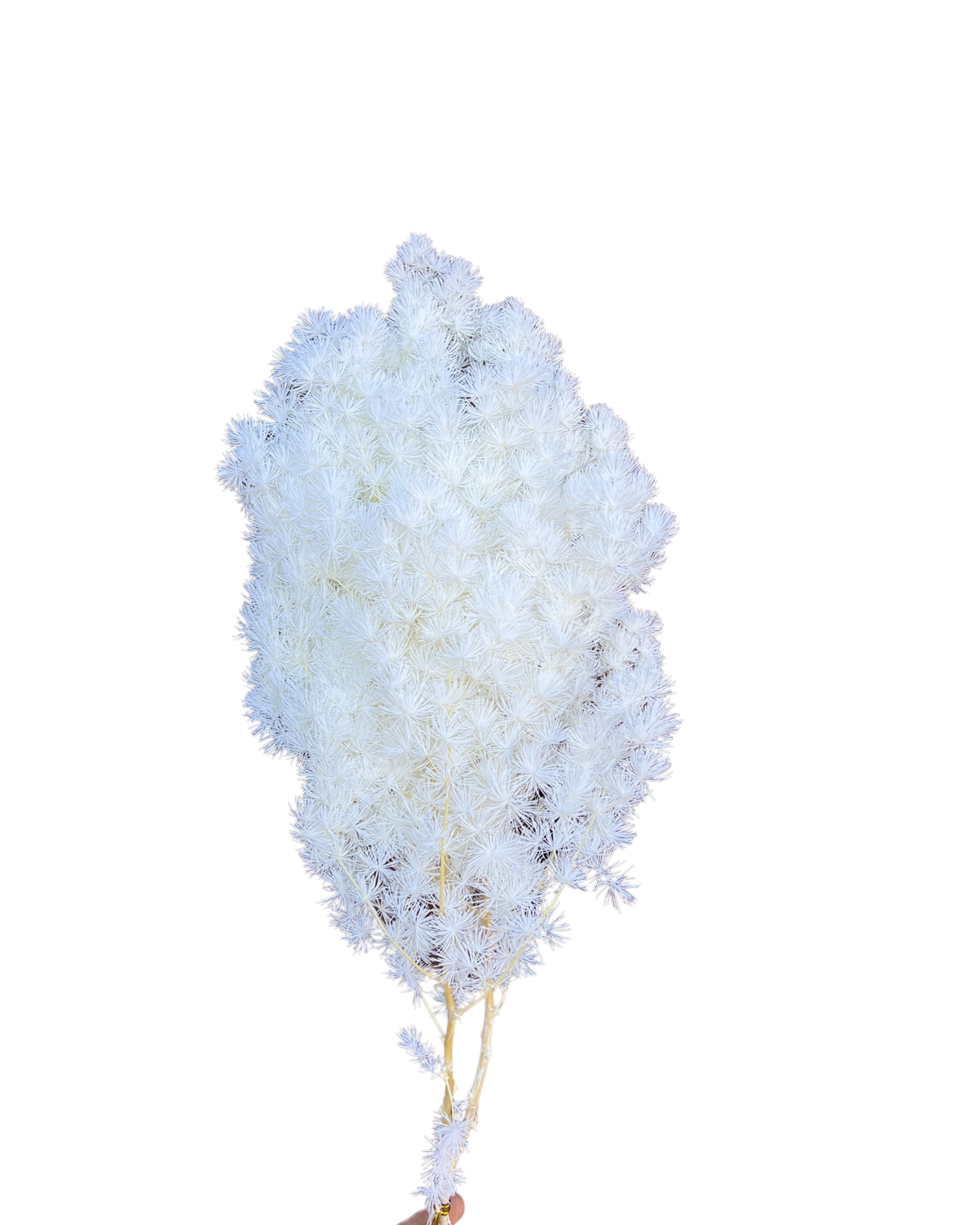 Ming fern(ASPARAGUS MYRIOCLADUS) - White (pure)
