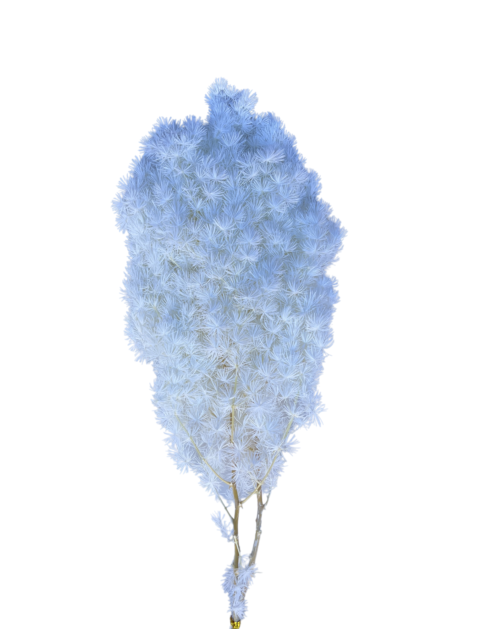 Ming fern(ASPARAGUS MYRIOCLADUS) - White (pure)