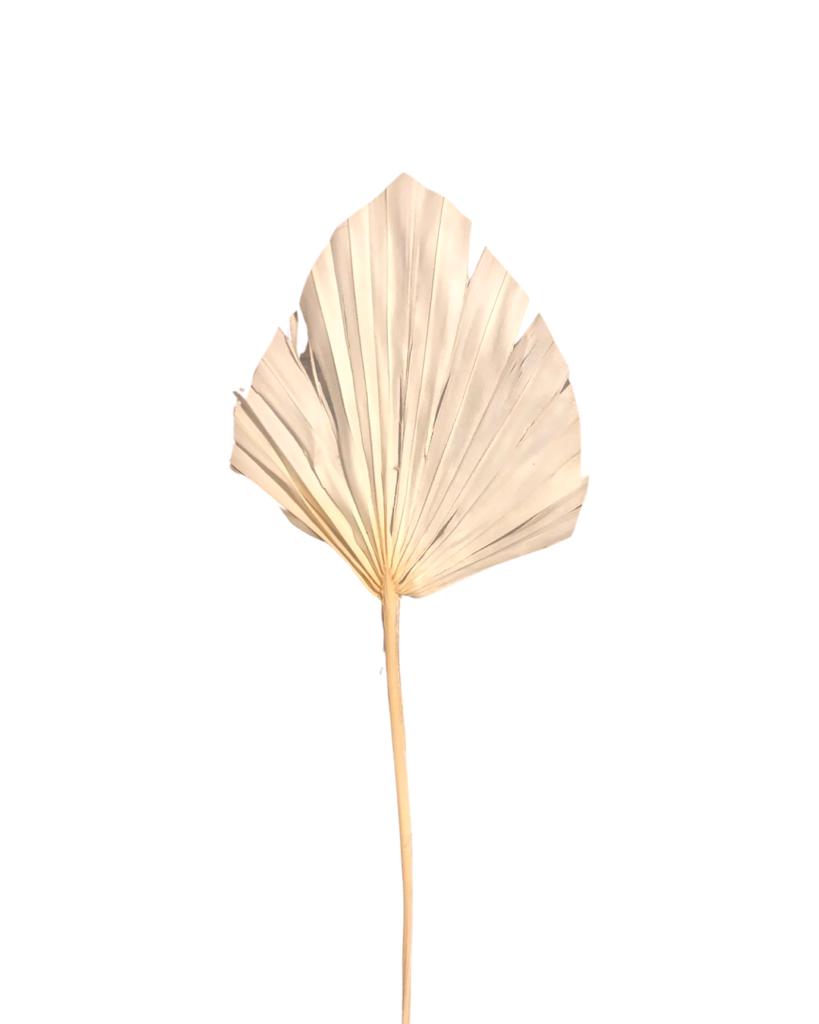 Spear palm small( ARECACEAE) - White(bleached)