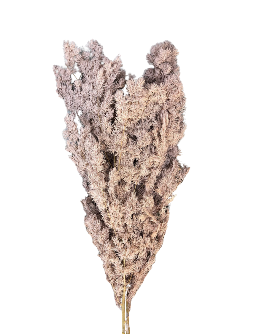 Ming fern(ASPARAGUS MYRIOCLADUS) - Brown