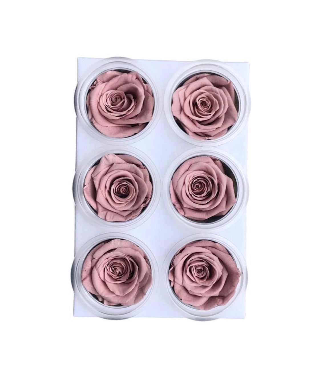 Rose heads ( preserved Rosa ) pink quick sand