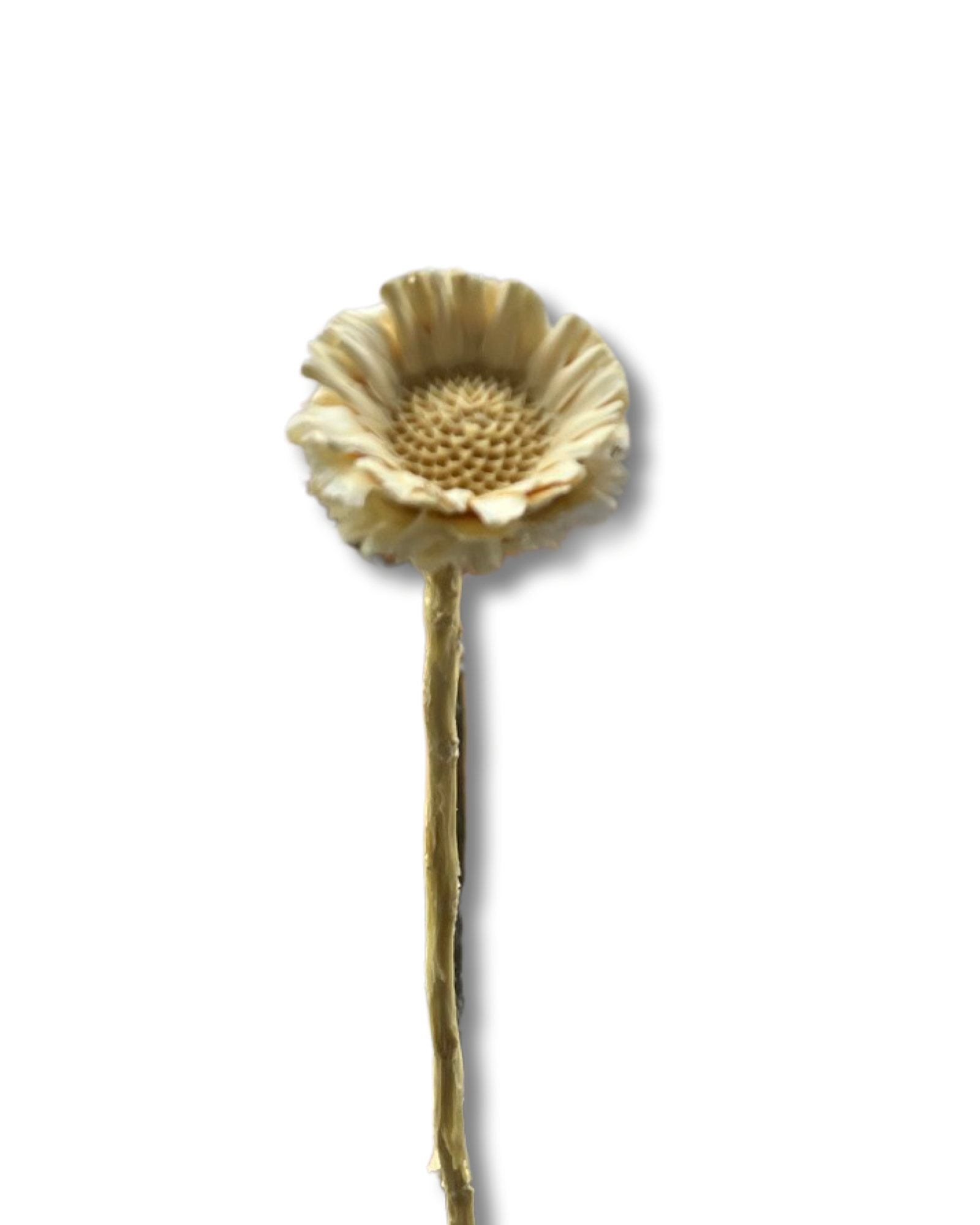Mini sunflower(HELIANTHUS) - White