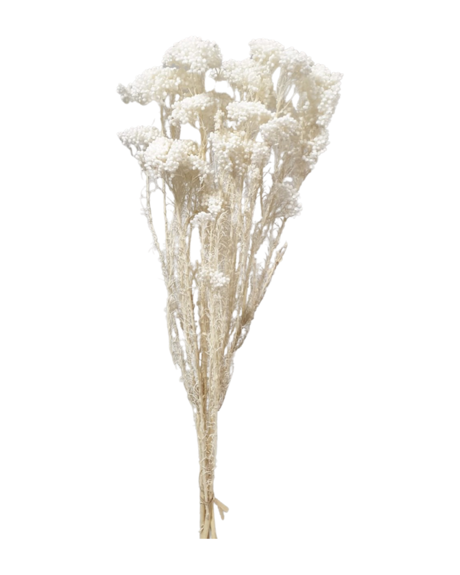 Rice flowers(OZOTHAMNUS DIAOSMIFOLIUS) - White