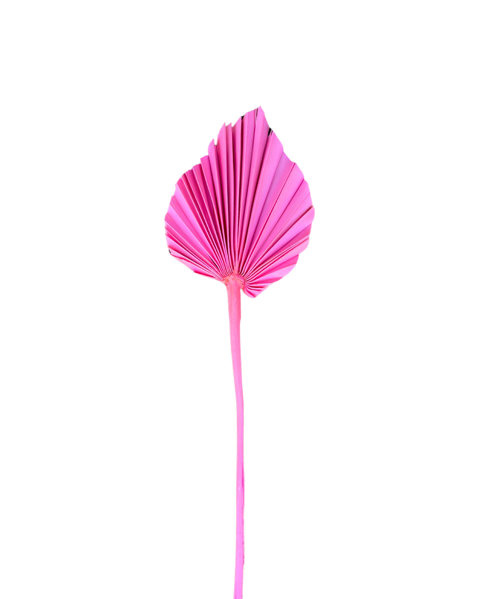Spear palm small( ARECACEAE) - Pink