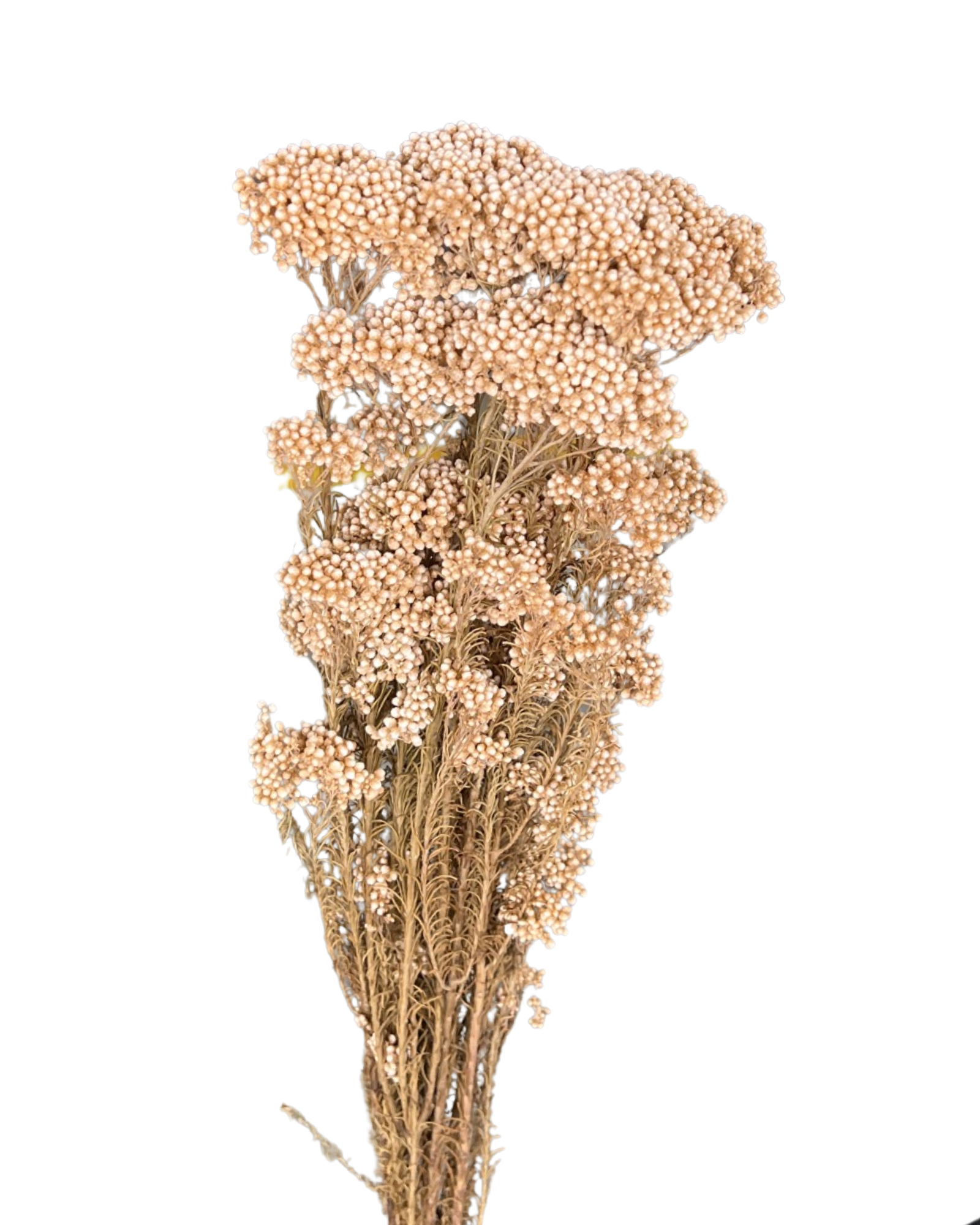Rice flowers(OZOTHAMNUS DIAOSMIFOLIUS) - Peach