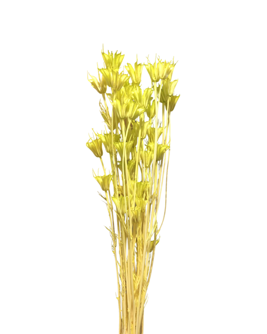 Octagon flower(NIGELLA ORIENTALIS)