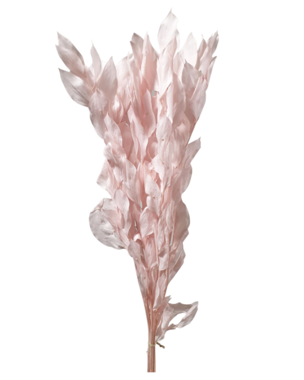 Israeli Ruscus(ACULEATUS L.) - Pink