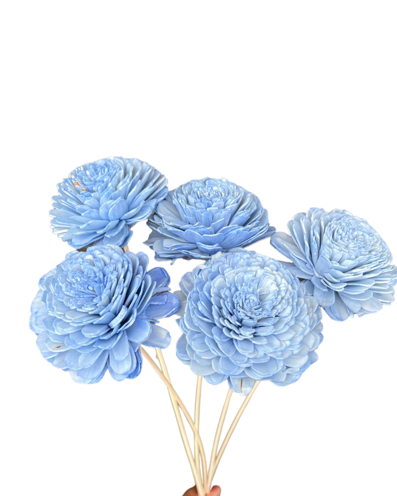 Ranculus Stellar wand(paper flower) - Blue