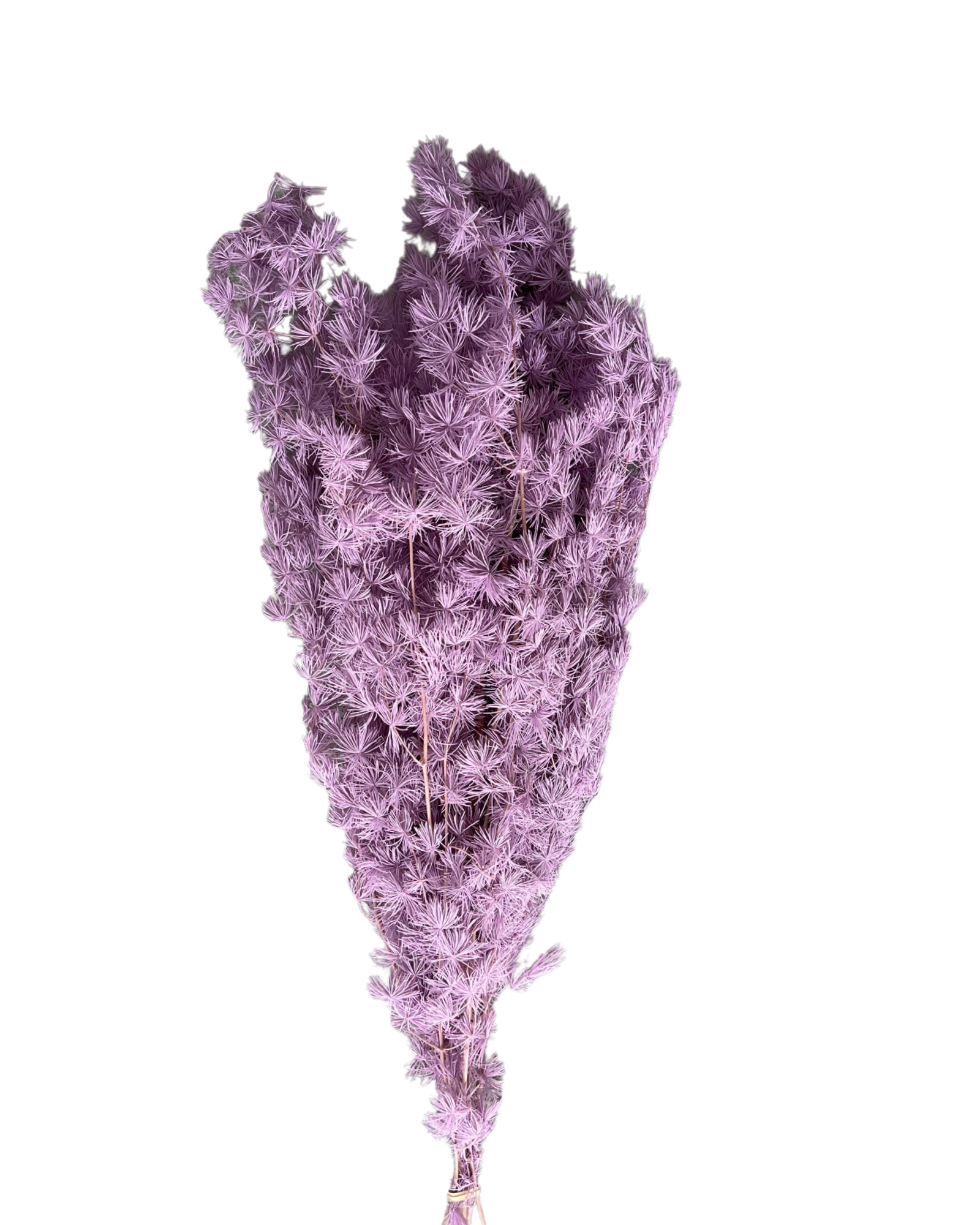 Ming fern(ASPARAGUS MYRIOCLADUS) - Purple