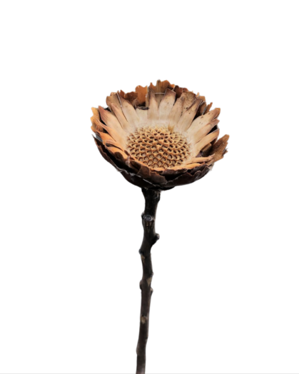 Mini sunflower(HELIANTHUS) - Brown