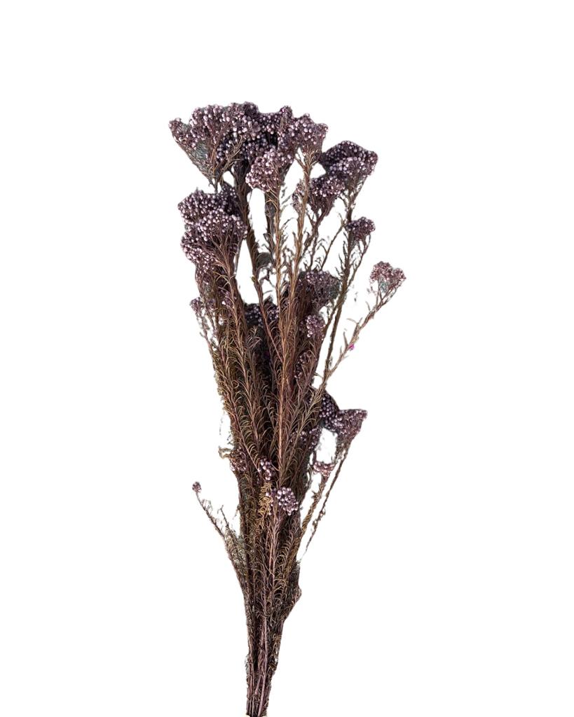 Rice flowers(OZOTHAMNUS DIAOSMIFOLIUS) - Dusty lilac