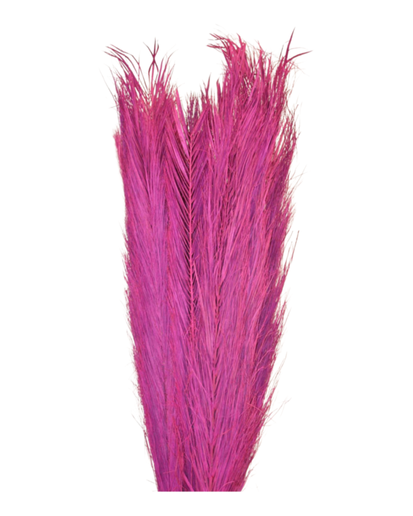 Date (jhar) palm(PHOENIX DACTYLIFERA) - Dark Pink