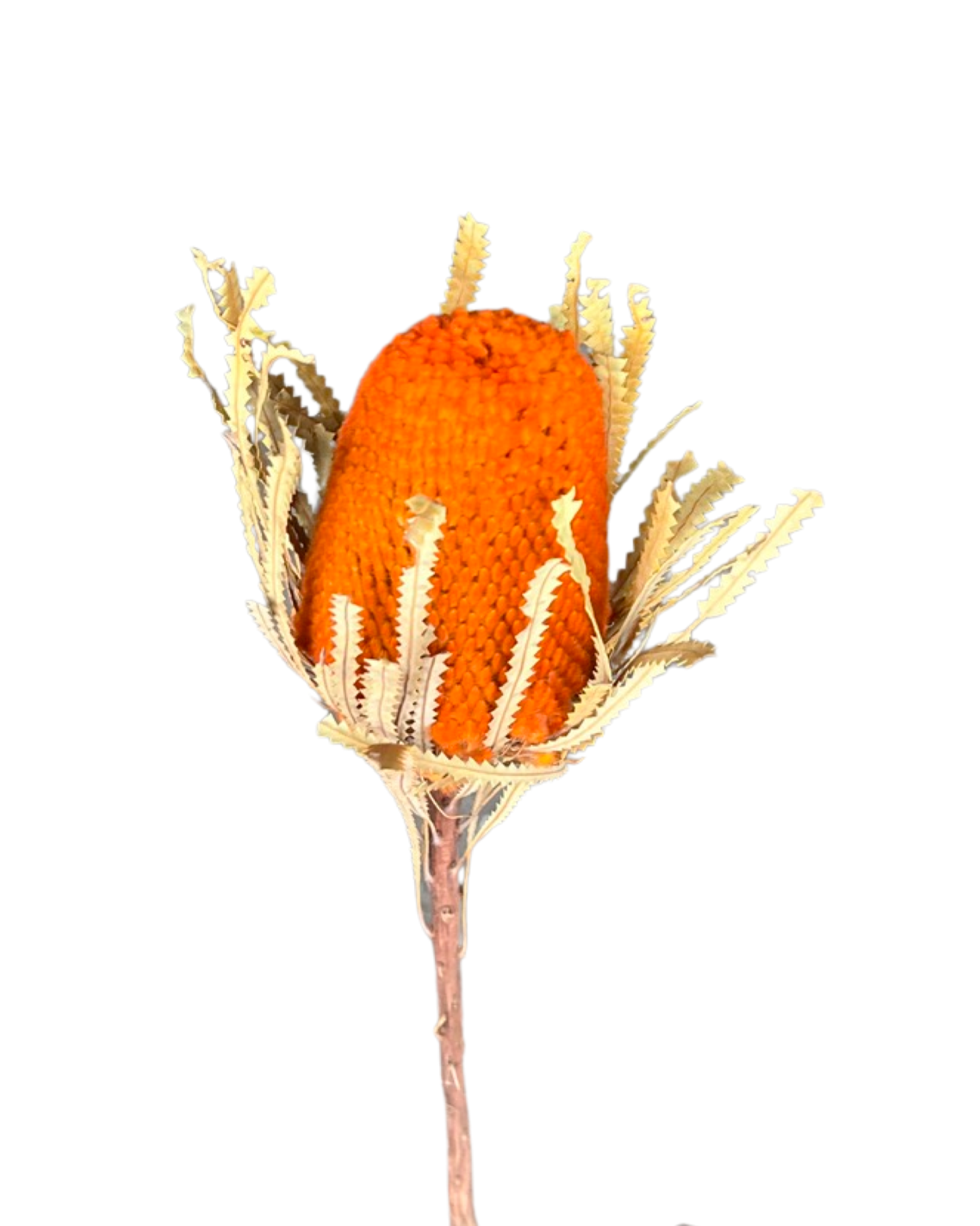 Dry Banksias hookeriana - Orange
