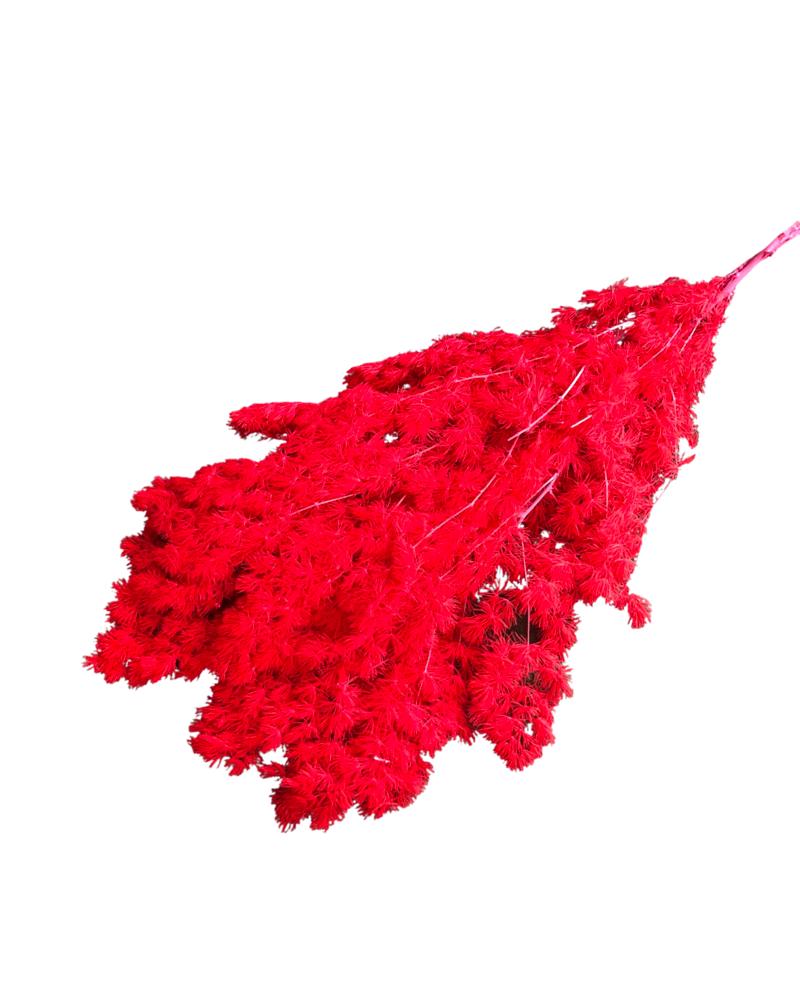 Ming fern(ASPARAGUS MYRIOCLADUS) - Red