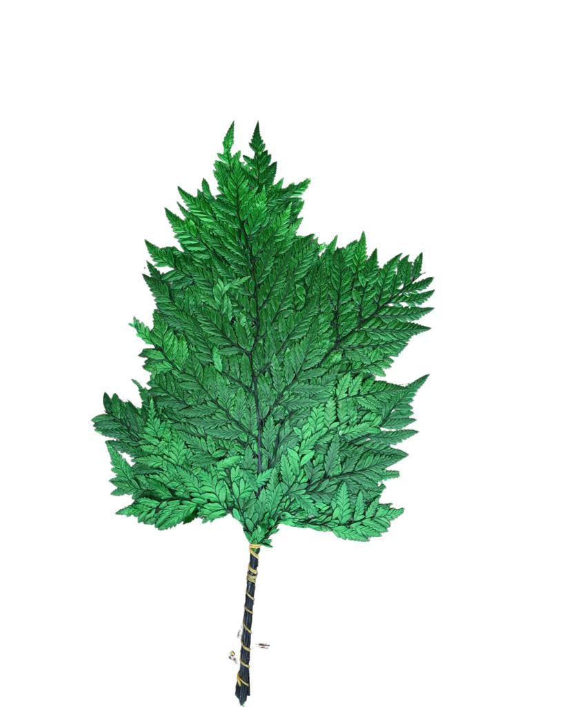 Leather fern ( small )(RUMONRA ADIANTIFORMIS - Green