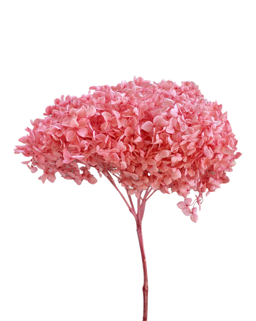 Hydrangeas spp. (large) - Pink