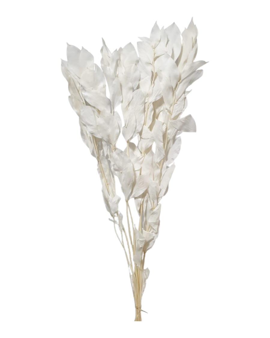 Israeli Ruscus(ACULEATUS L.) - White