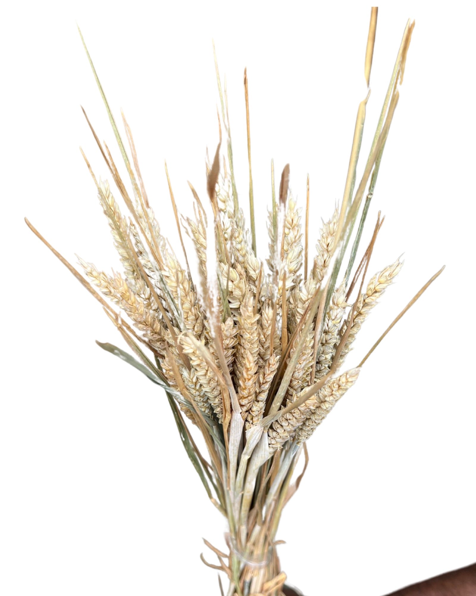 Dry wheat(TRITICUM)