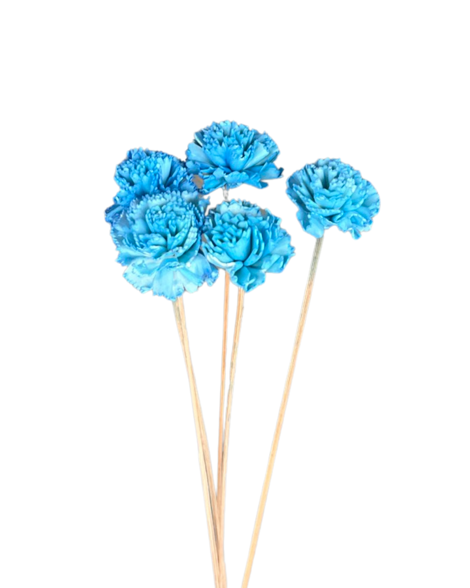 Carnation ( sola flower ) - Blue