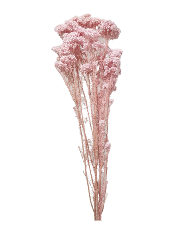 Rice flowers(OZOTHAMNUS DIAOSMIFOLIUS) - Pink