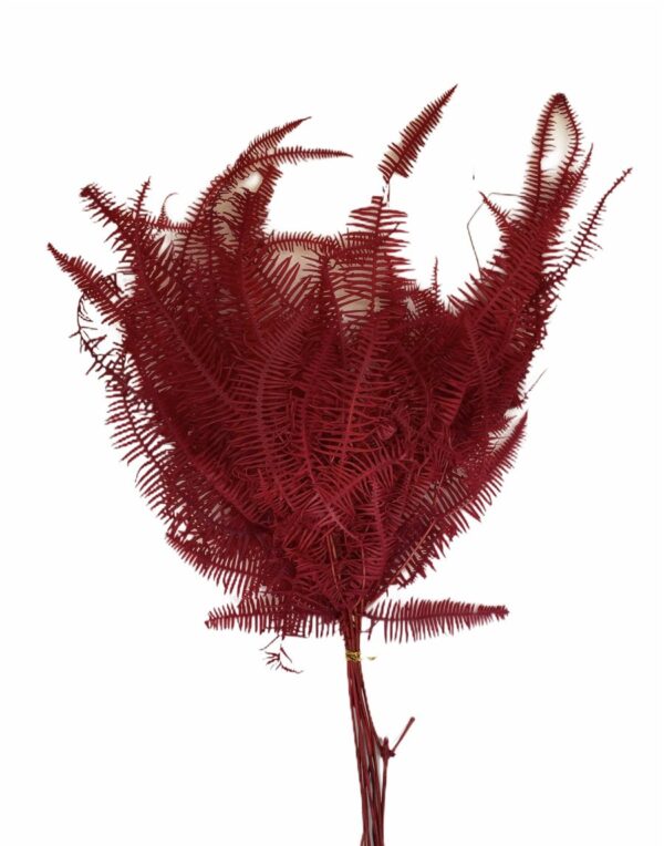Mountain fern(DRYOPTERIS CAMPYLOPETRA) - Large Red