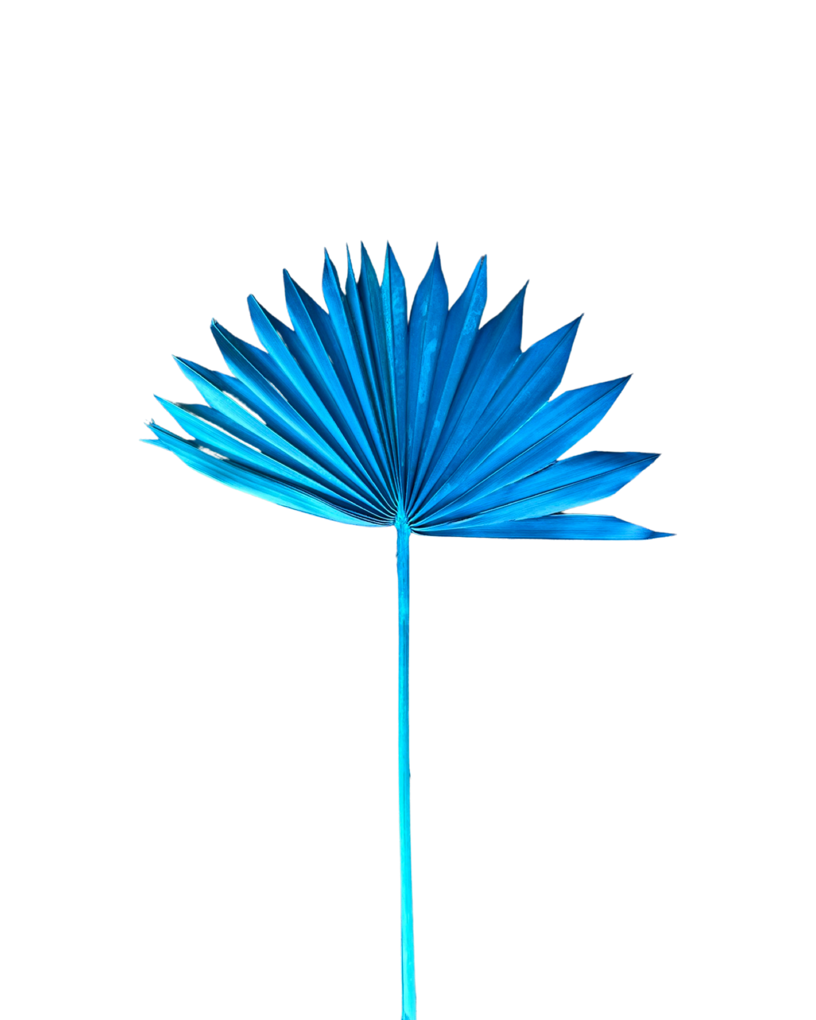 Palm suncut(ARECACEAE) - Blue