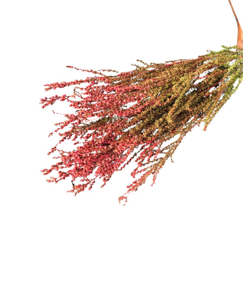 Tea tree(MELALEUCA ALTERNIFOLIA) - Red