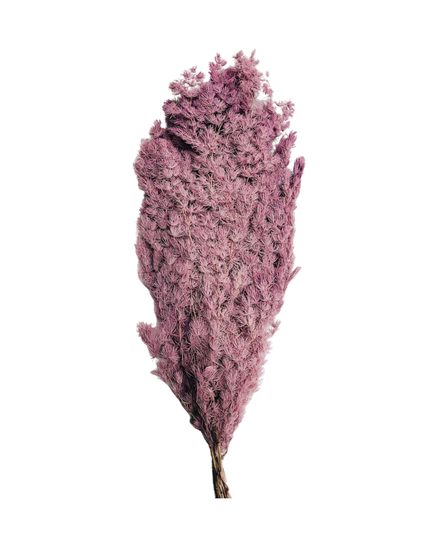 Ming fern(ASPARAGUS MYRIOCLADUS) - Lilac