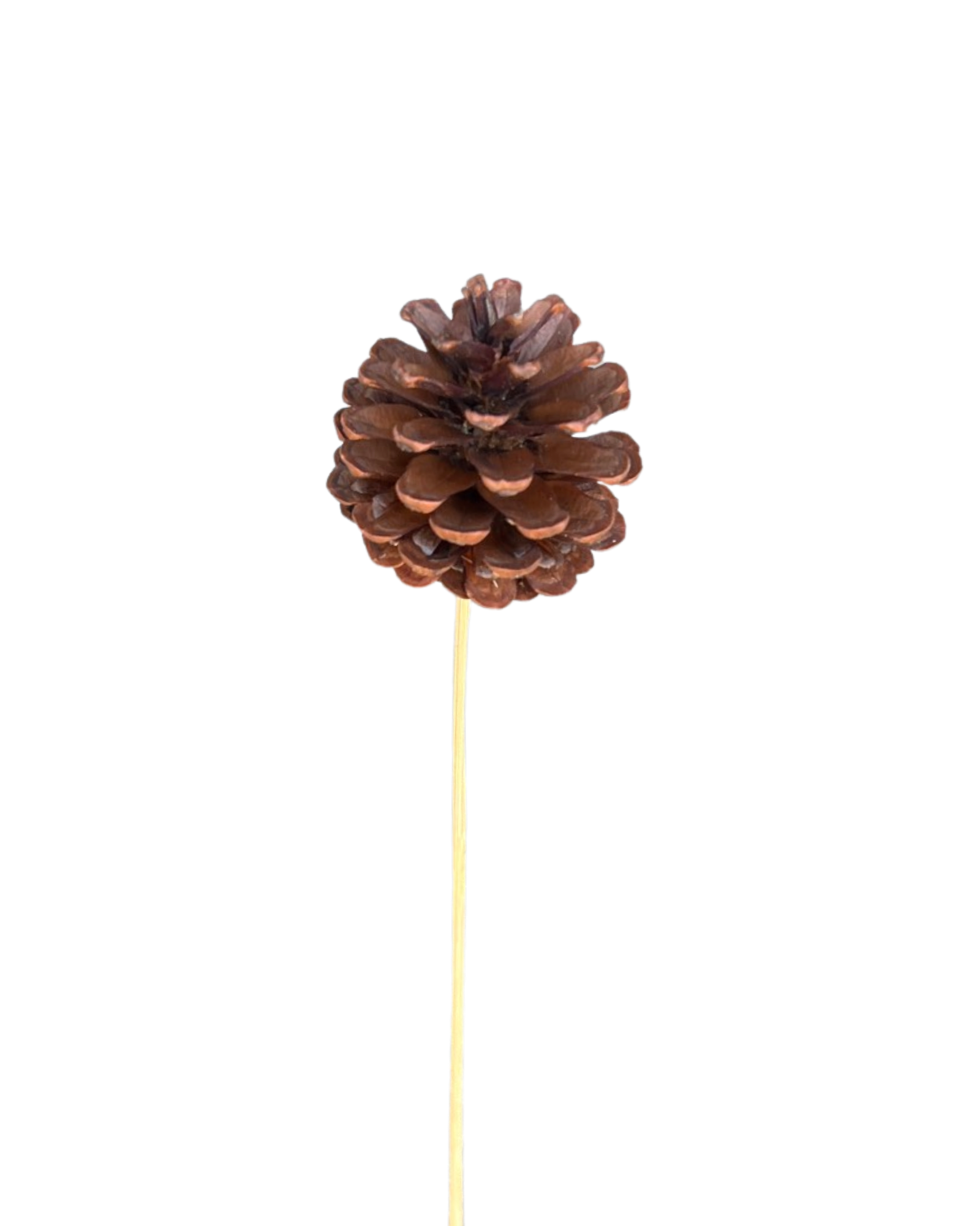 Pine cones(CONIFER CONES) - Natural
